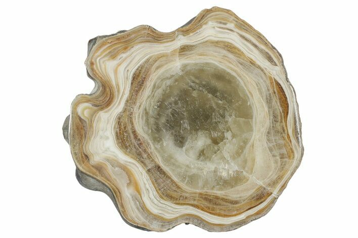 Polished Aragonite Stalactite Slice - Morocco #288609